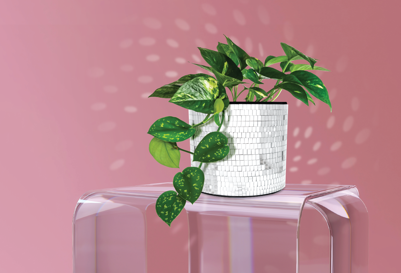 Jardinière Disco