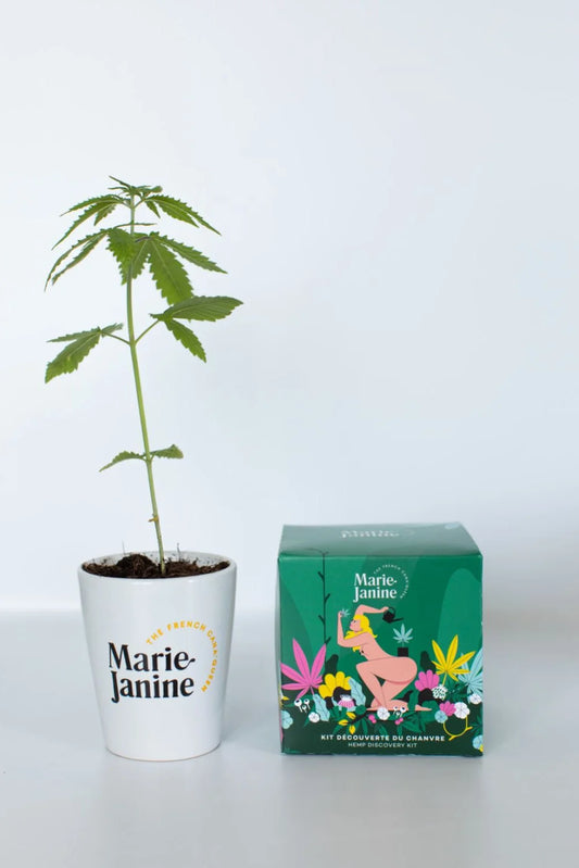 Kit plantation de chanvre CBD - Blondie