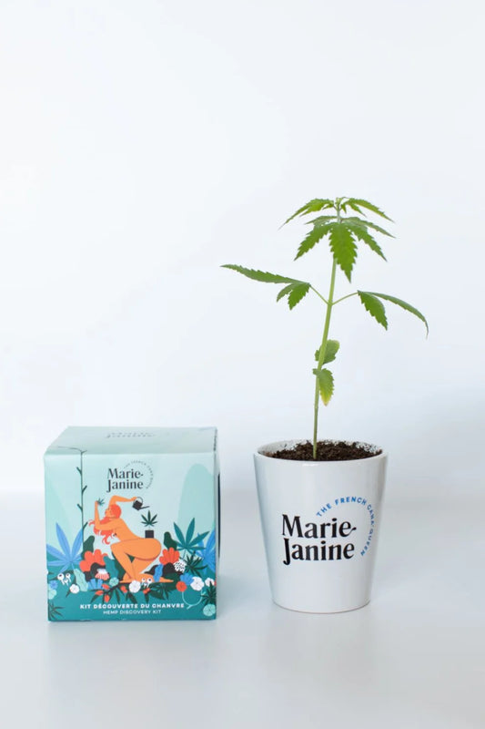 Kit plantation de chanvre CBD - Rouquine