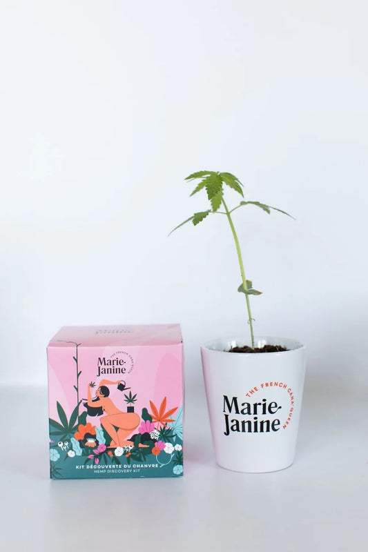 Kit plantation de chanvre CBD - Brunette